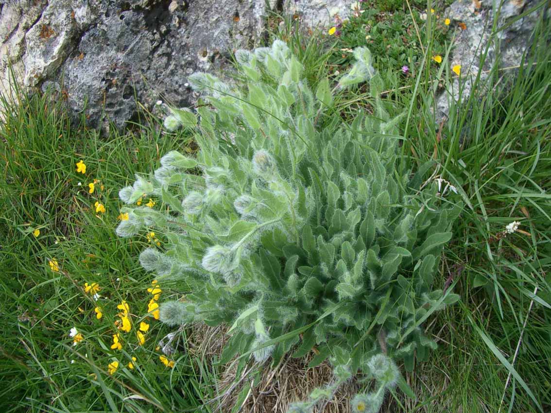 Hieracium cfr. villosum